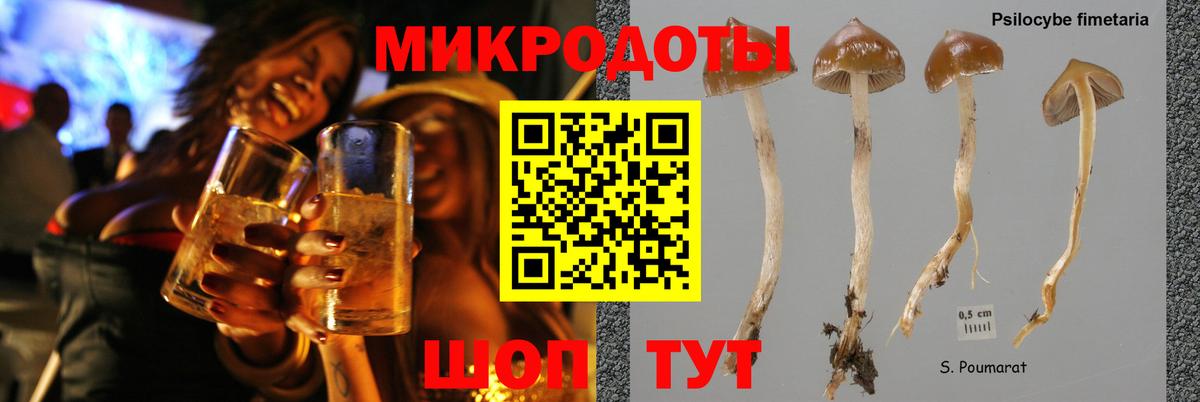 Псилоцибиновые грибы Psilocybe Оренбург